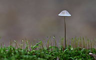 Mycena